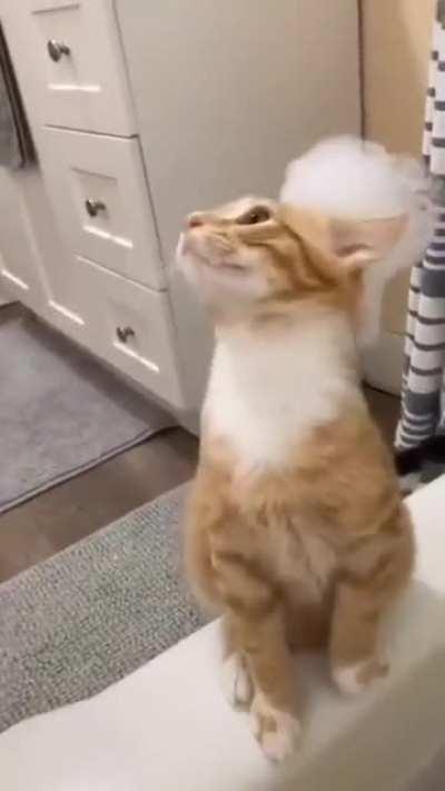 a cat video to cheer you up on a hectic Wednesday!
