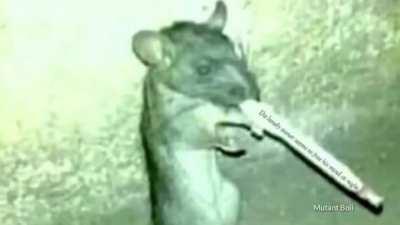 oq tem nesse tunel???????