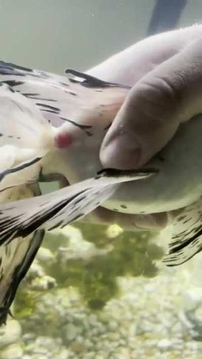 Red Rectum and White Secretions? Other golds are chasing and trying bite her butt. I thought she may be constipated. Not sure what it is.