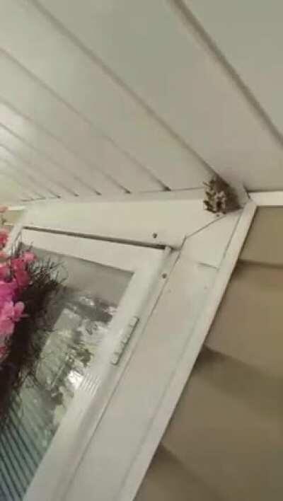 You wanted him bitch?