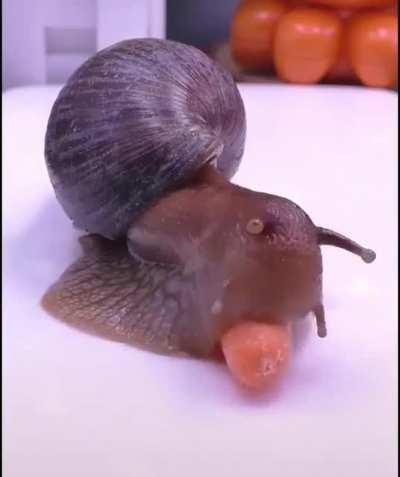 How snails eat.