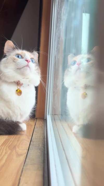 Window watching 👀