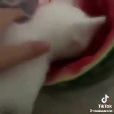 Anyone know the ID? (Ignore the video)