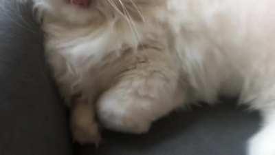 Mr. Couch with a yawning display