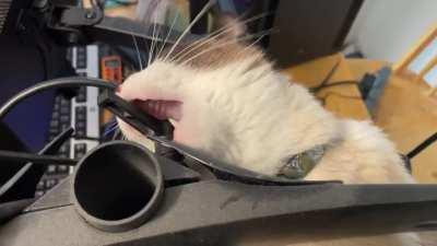 Not a chew toy! (Was recommended to post here)