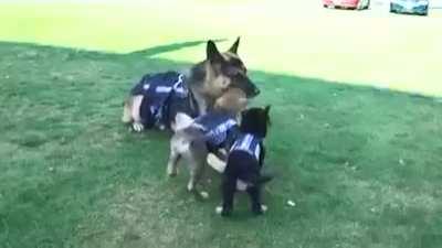 Training period of Police Dog