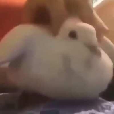 HuMan CrUSheS BIrd tO DeaTH