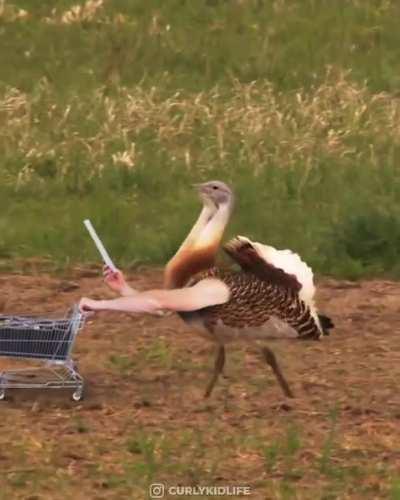 Thought Sean may like this to put a smile on that face... Not my vid all credit to the creator ... made me chuckle