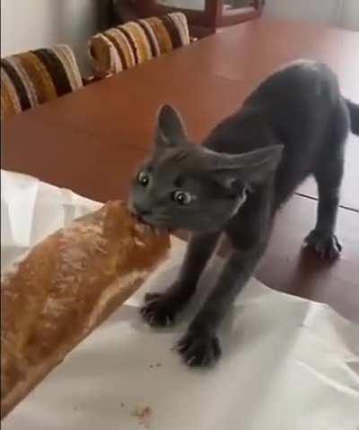 Quick, post videos that’ll make the Anti-vegans lose their everfucking minds!