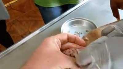 Maggots coming out of skin