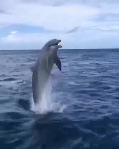 Dolphin does the 'piggy impression from Deliverance. 