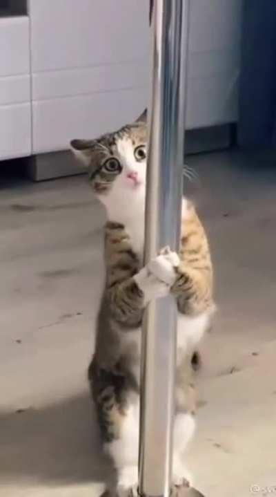 Pole Cat