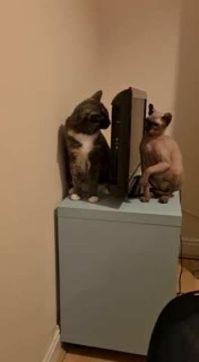 Just a constant life of bop fights