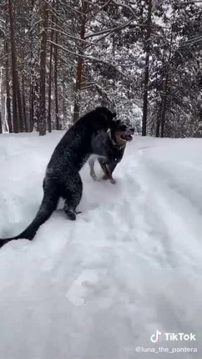 They Love Playing Together