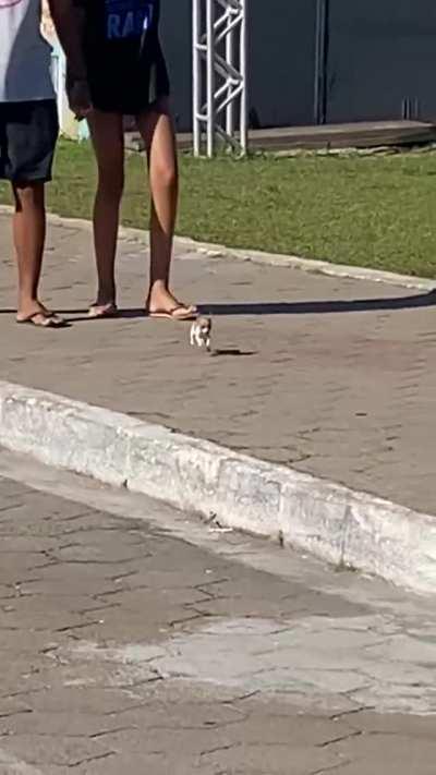 Tiny dog goes for a walk