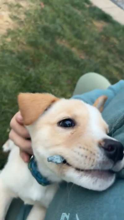 This was Ellie as a little baby, 9 weeks old.  (Border Collie x Lab)