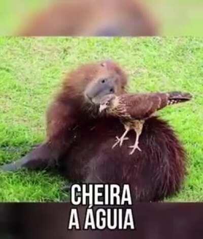 a capivara é bixo mai legal