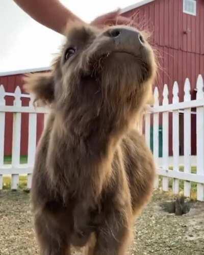 This boy loves his snuggles! 🥰
