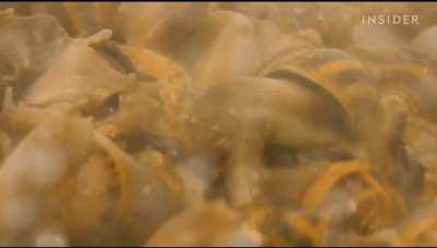 Harvesting snail mucus for beauty products