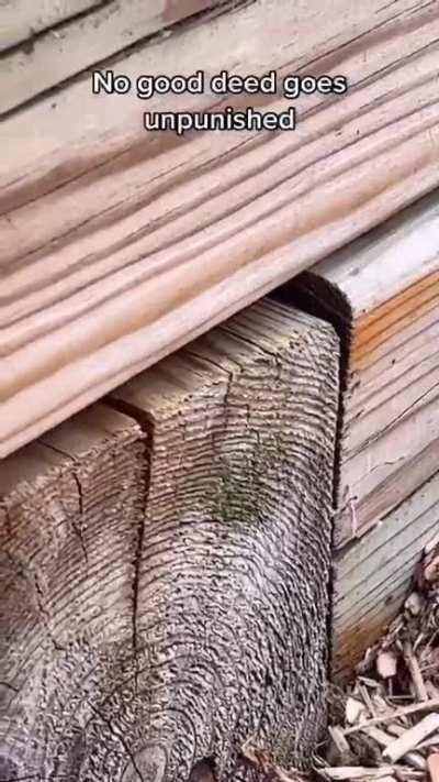 To do a good deed by freeing yellow jackets