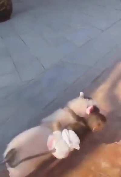 Baby monkey is friends with a piglet