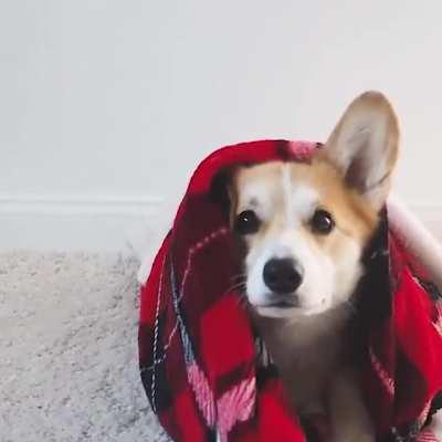 This dog wraps itself in a blanket