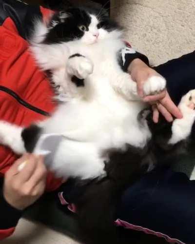 Brushy Brushy Time!!