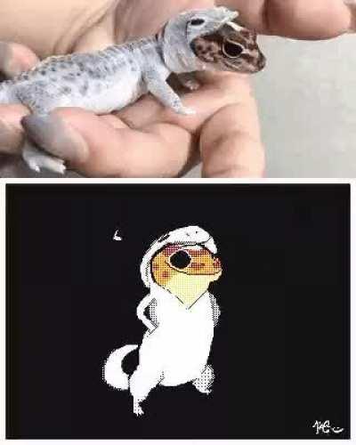 Gecko_irl