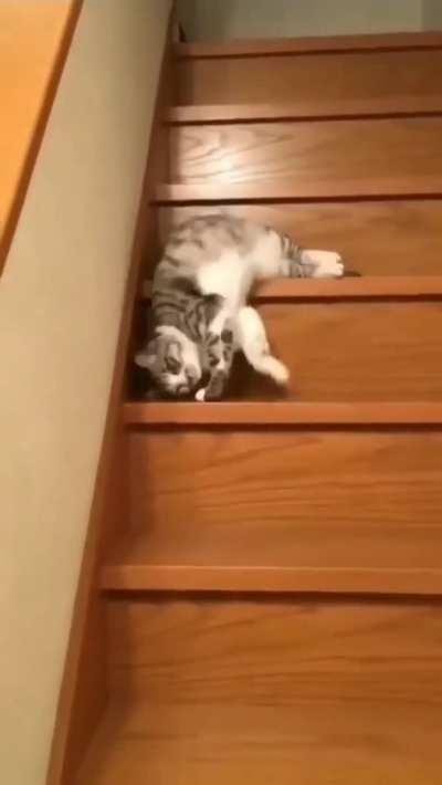 This cat can't take it anymore