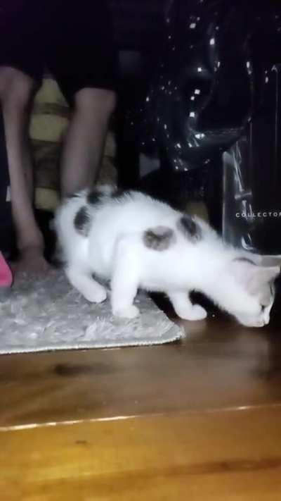 Meet Archie.. he has nerves of steel. Believe it or not this has been his favorite toy for three weeks.