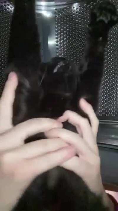 ThEy dAreD tO sENd tHeIr caT iNtO SPacCe