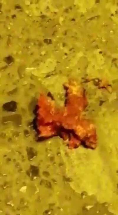 İskenderun'daki patlama(bilgilendirme amaçlıdır hassas kimseler tıklamasın lütfen) NSFL