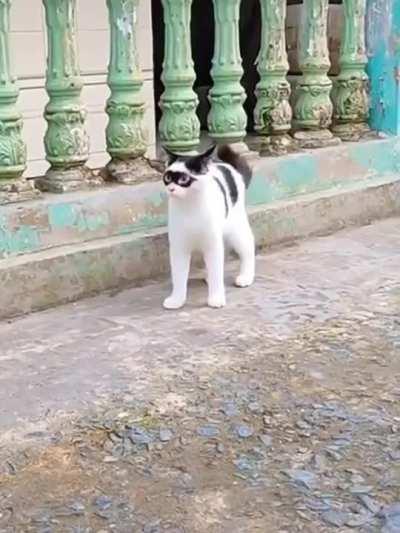 Destined to be a criminal