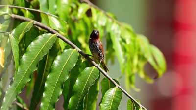 What bird is this, a kind of woodpecker? Spotted this from my balcony (JH, India)