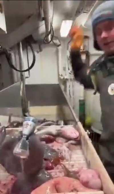 Powerful bite after death 