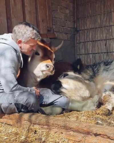 Caretaker hanging out with the cows at Lebenshof Odenwald animal sanctuary
