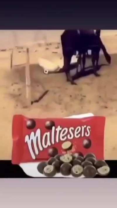 Who wants Maltesers?