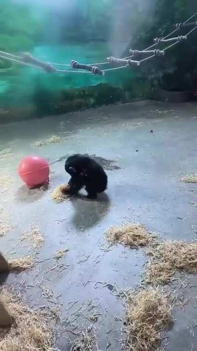 saturday is for tidying my enclosure