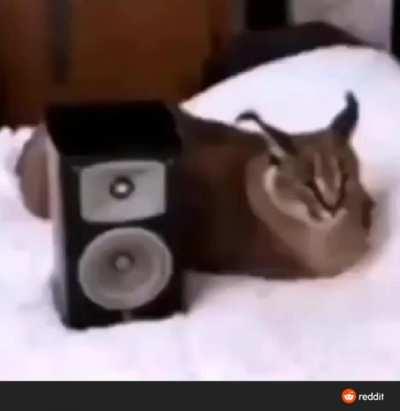 floppa listening to looming dread aka hunks theme from resident evil 2 remake