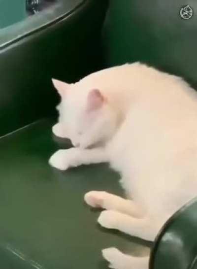 blursed_cat