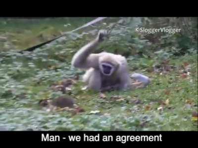 Gibbon has unexpected guest