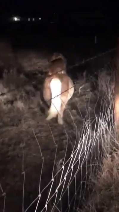 My corgi people need me!!!