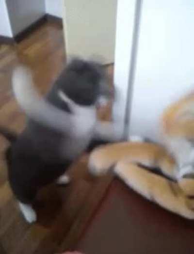 Cat battles an inanimate stuffed tiger.