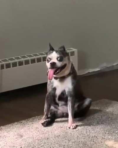 Клёвый пёсель