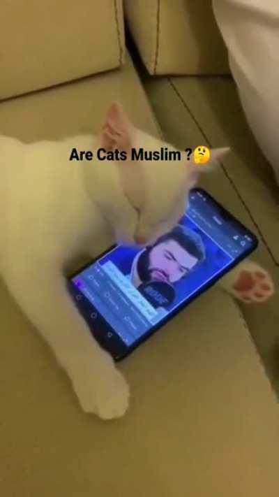 Are Cats Muslim?🤔