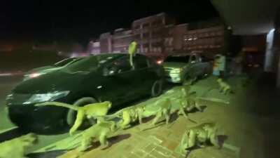 Monkeys fleeing from fireworks!