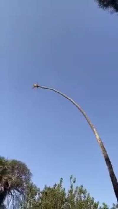 Пальму надо обрезать, говорили они