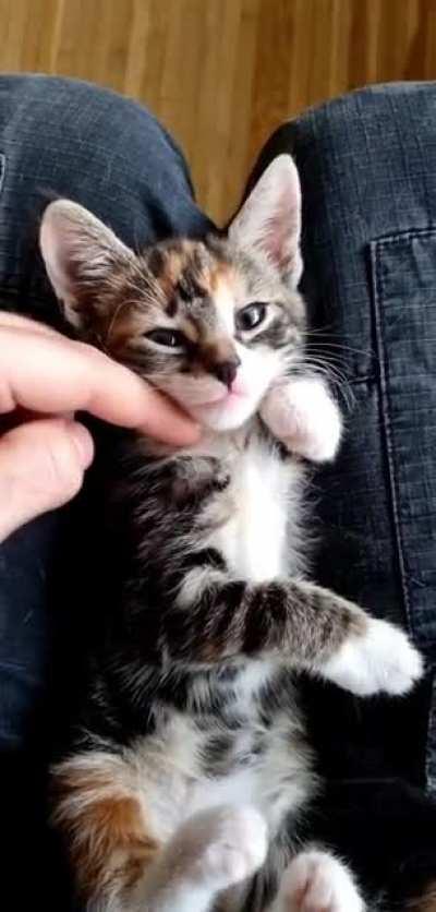 She might look cute, but.. This is no normal cat. She's the most foul, cruel, and bad-tempered cat you ever set eyes on. Look at those huge sharp teeth, a true killer.