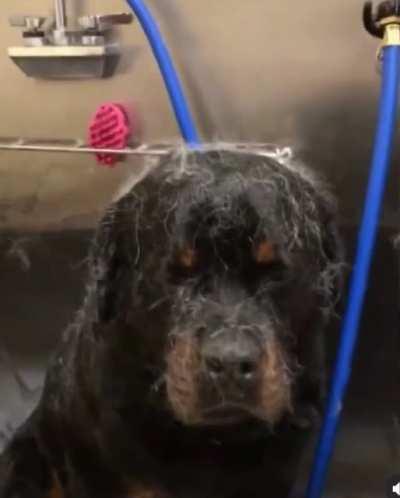 Don&rsquo;t book the same spa day as the husky