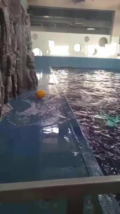 Beluga uses Hydro Blast to retrieve Toy